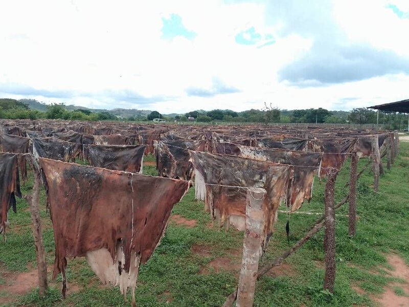 Cuero de vaca seco